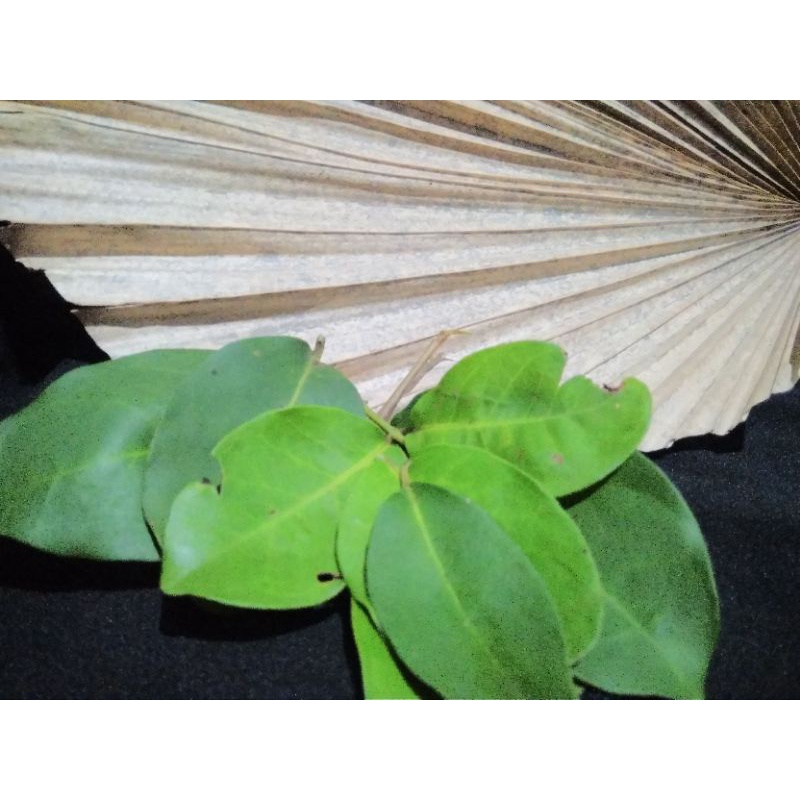 

Daun Salam I Daun Tambahan Masakan