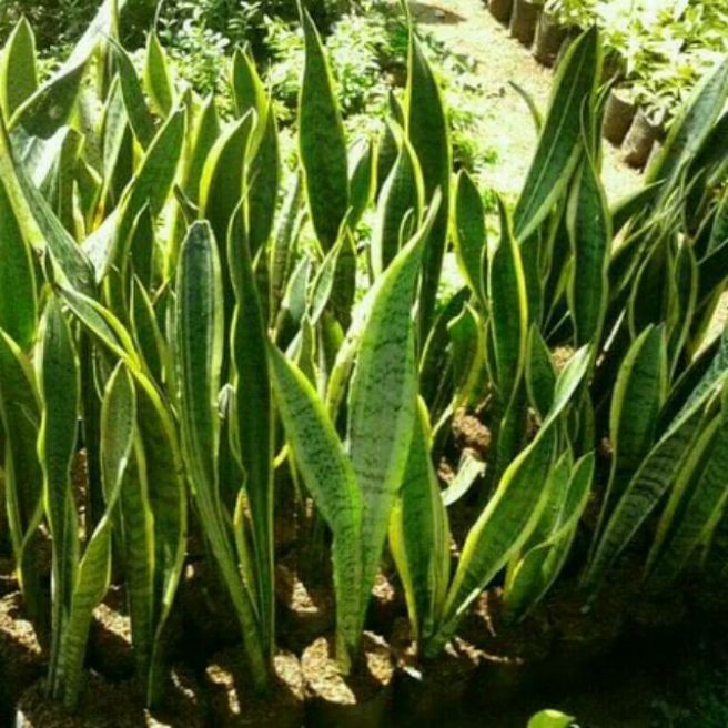 Pohon sansivera - Afandi Flora tanaman bunga lidah mertua