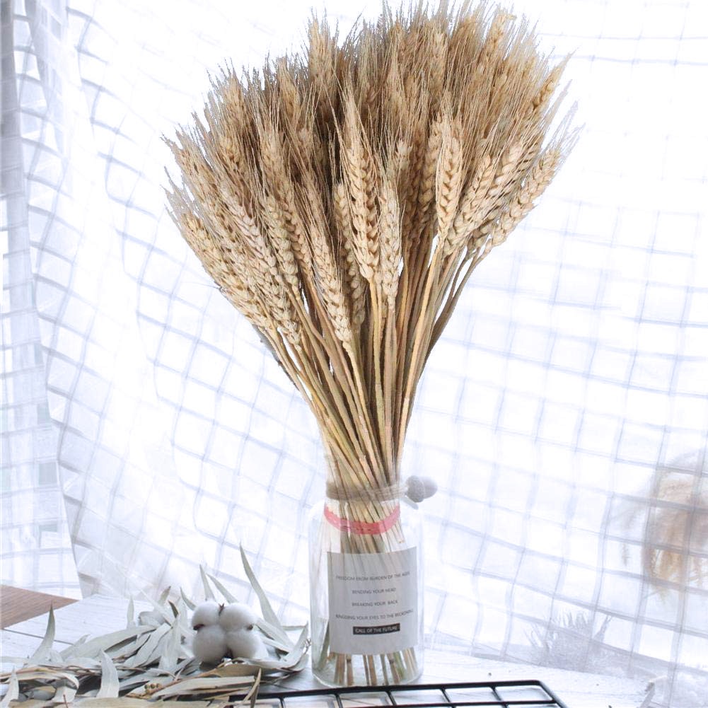  Bunga GANDUM  kering 10helai Wheat dried flower 