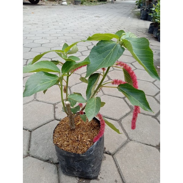 TANAMAN HIAS EKOR KUCING