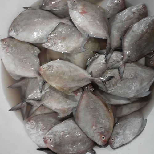 

PASAR ONLINE MURAH - IKAN BAWAL HITAM LAUT -+1KG