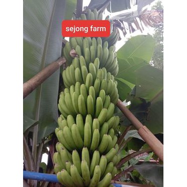 PISANG CAVENDISH SUPER  -BIBIT PISANG