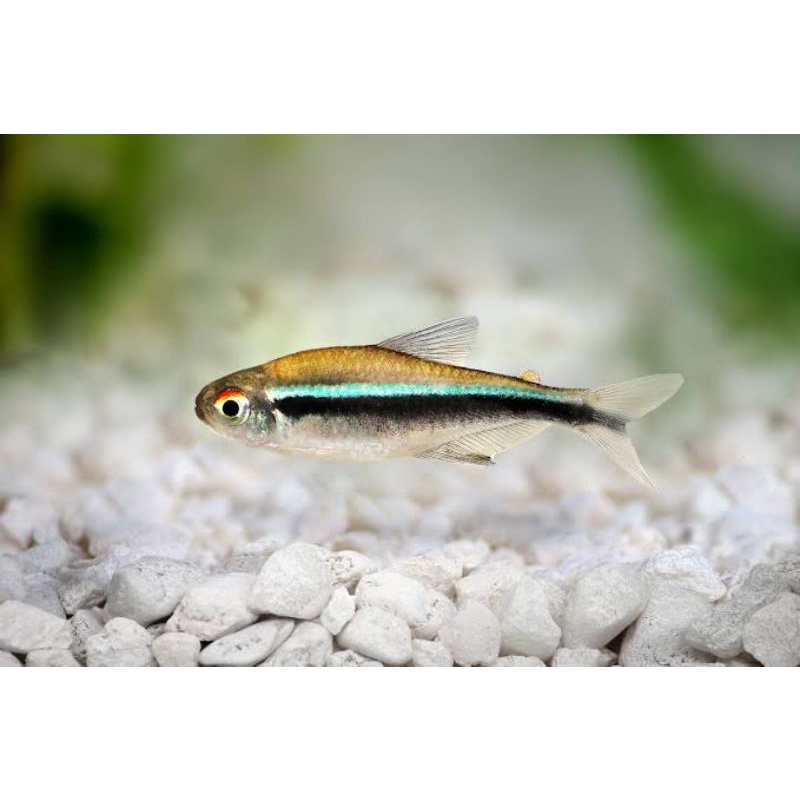 Ikan Hias Black Neon Tetra Aquascape