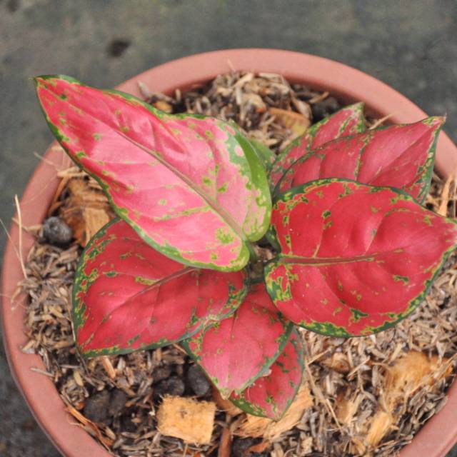 Aglonema Red anjamani Lokal (anakan)