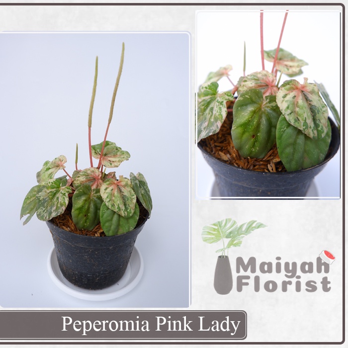 Peperomia Pink Lady - Tanaman Hias