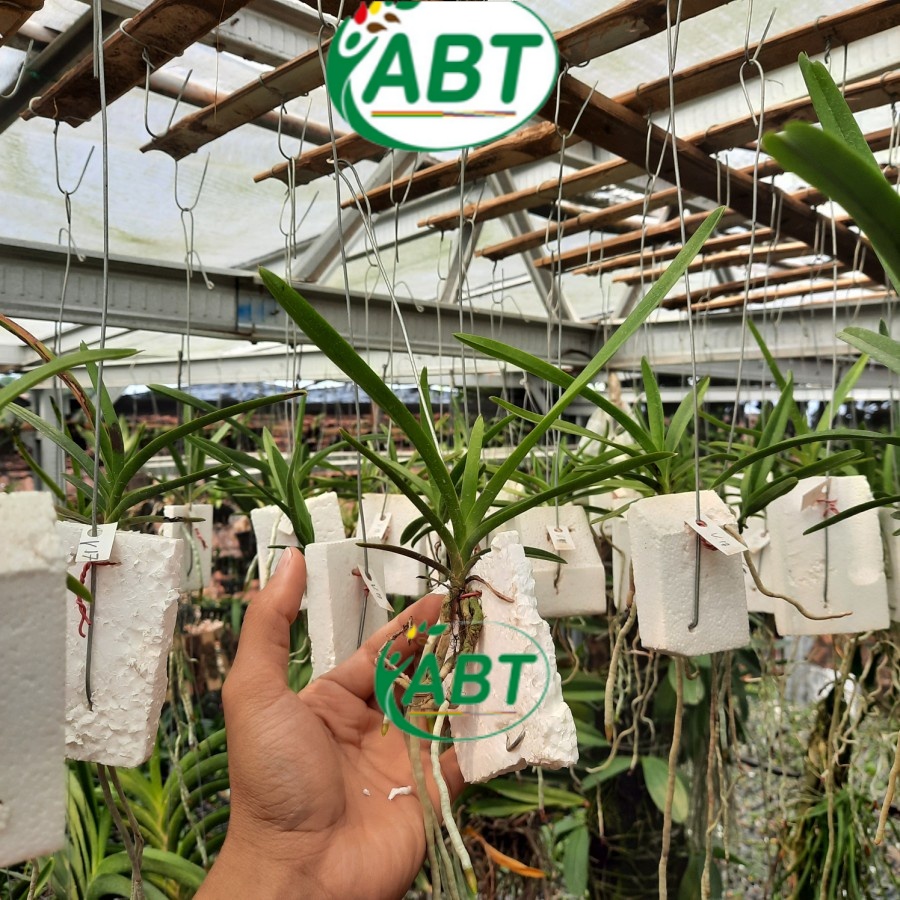 ANGGREK VANDA SIAP BERBUNGA DEWASA