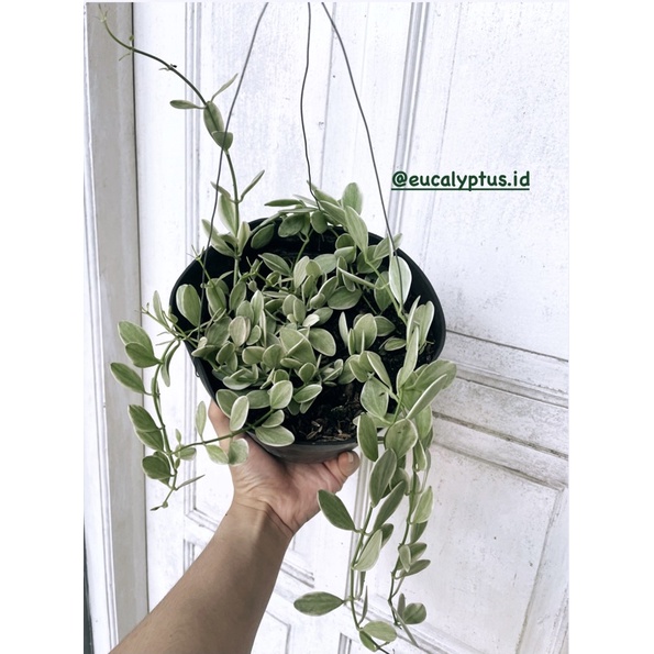 Dischidia Cascade Variegata - Ekonomis