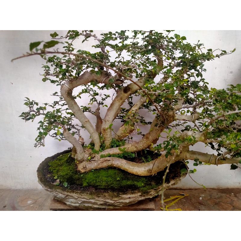 Bonsai serut raft