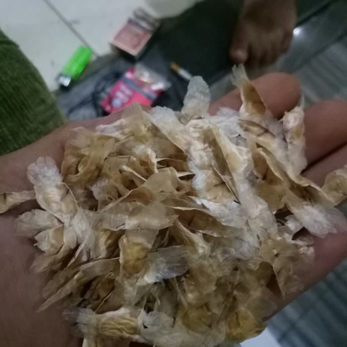 jual          biji benih tabebuya sakura ungu-benih tabebuya ungu          _