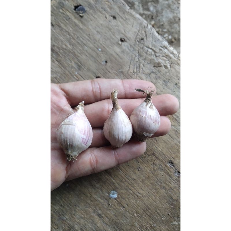 

Bawang Lanang