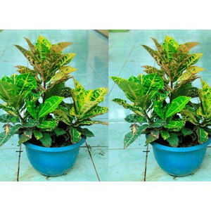 BIBIT PURING KURA KURA