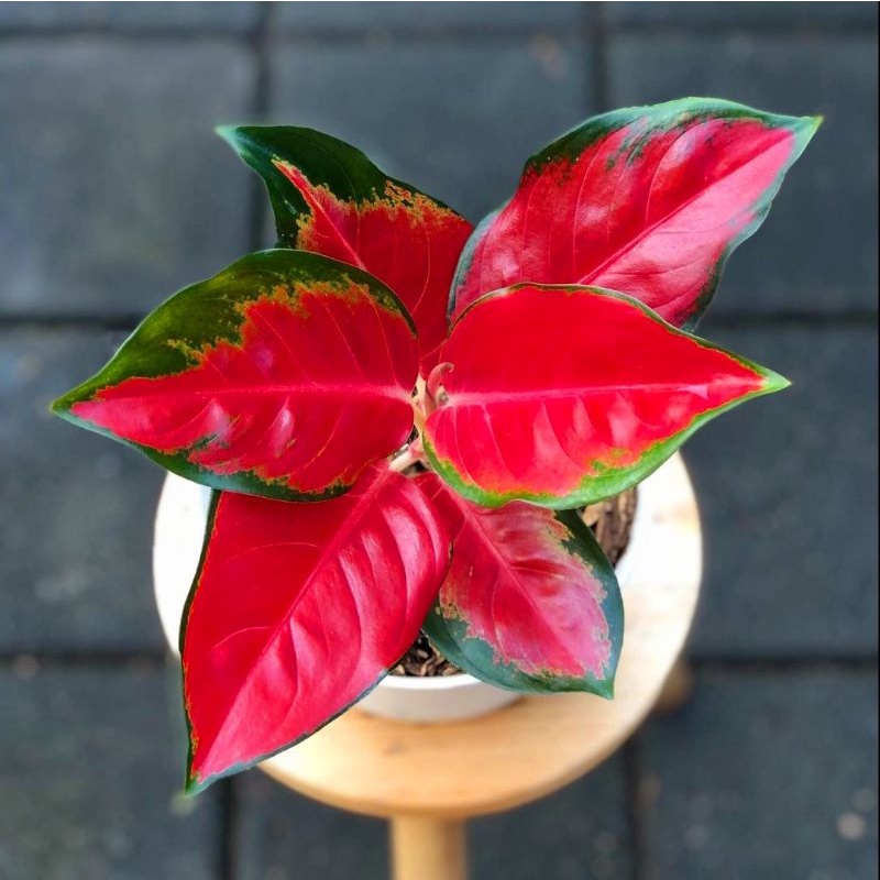 Aglaonema suksom jaipong /Aglonema suksom jaipong / Aglonema suksom jaipong (Tanaman hias aglaonema 