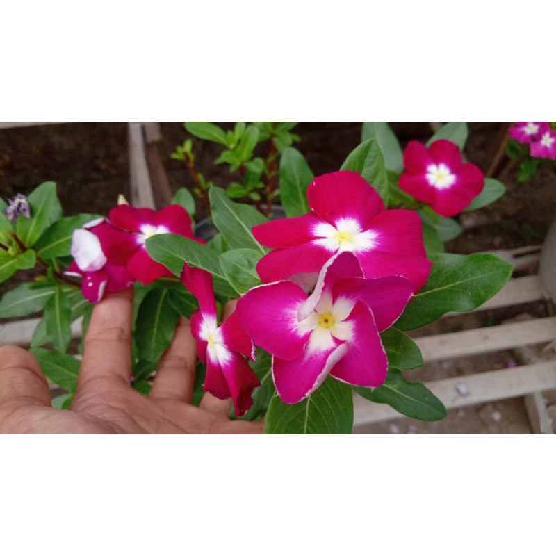 

benih biji vinca tegak Burgundy hallo