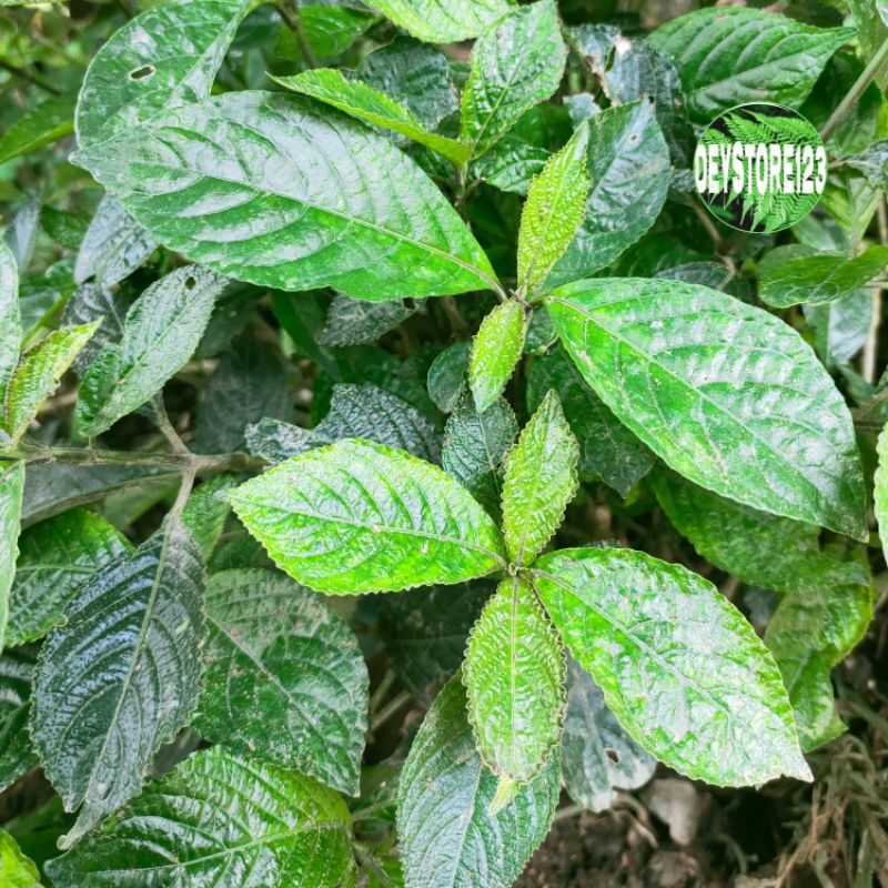 

Daun kiji beling segar per 250 grm