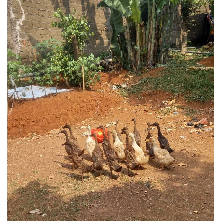 Bebek Lokal Atau Pecking Shopee Indonesia