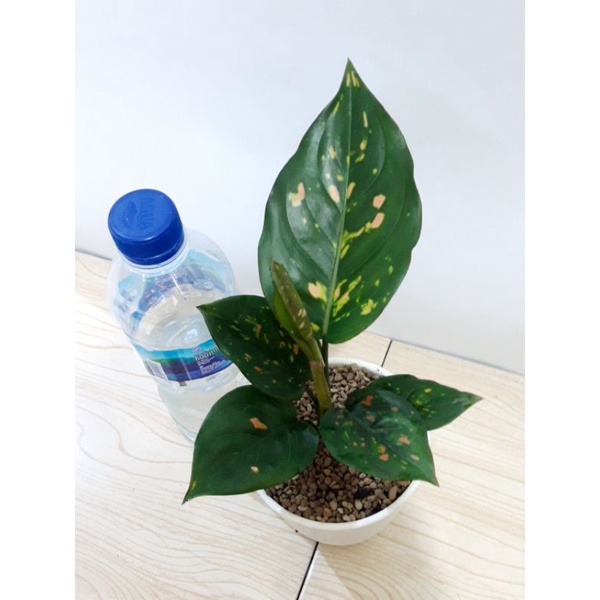 Aglaonema Ruby Ciangmay
