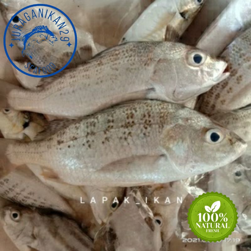 

Ikan Kakap Putih Segar 1~Kilogram