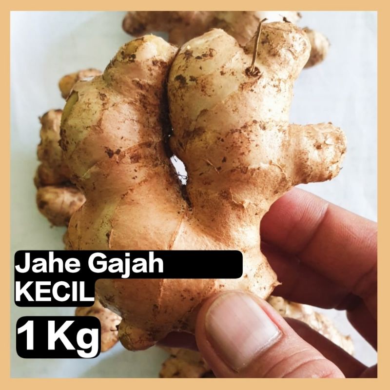 

Jahe Gajah FRESH | 1 Kg | UKURAN KECIL