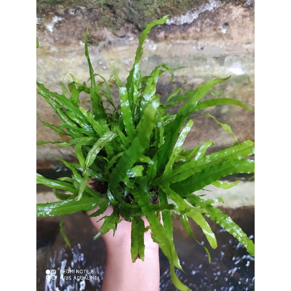 kadaka trident per 1 ikat