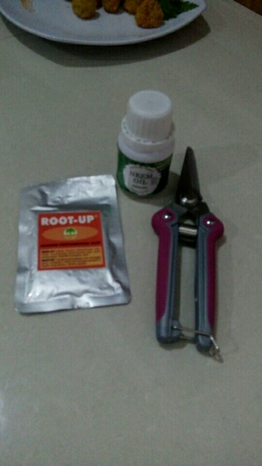 Neem Oil / Minyak Mimba Pestisida Organik 50ml