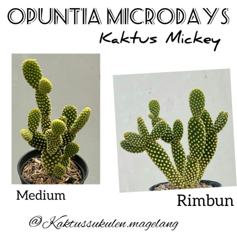 Kaktus Opuntia Microdays | Kaktus Mickey Medium / Rimbun