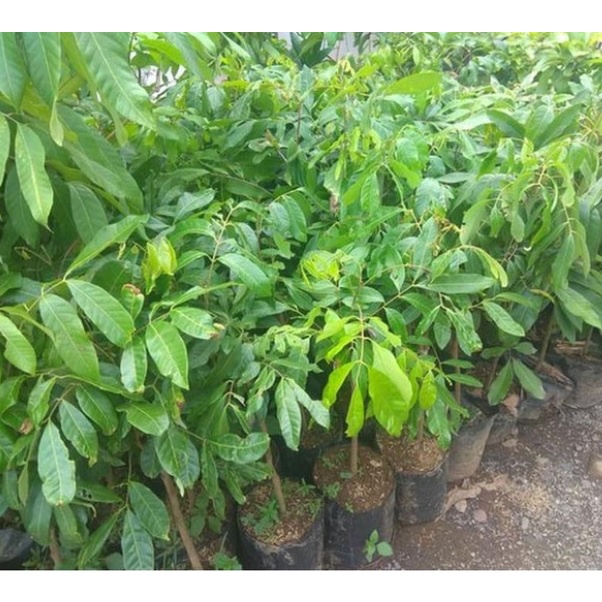 Bibit Kelengkeng Kateki