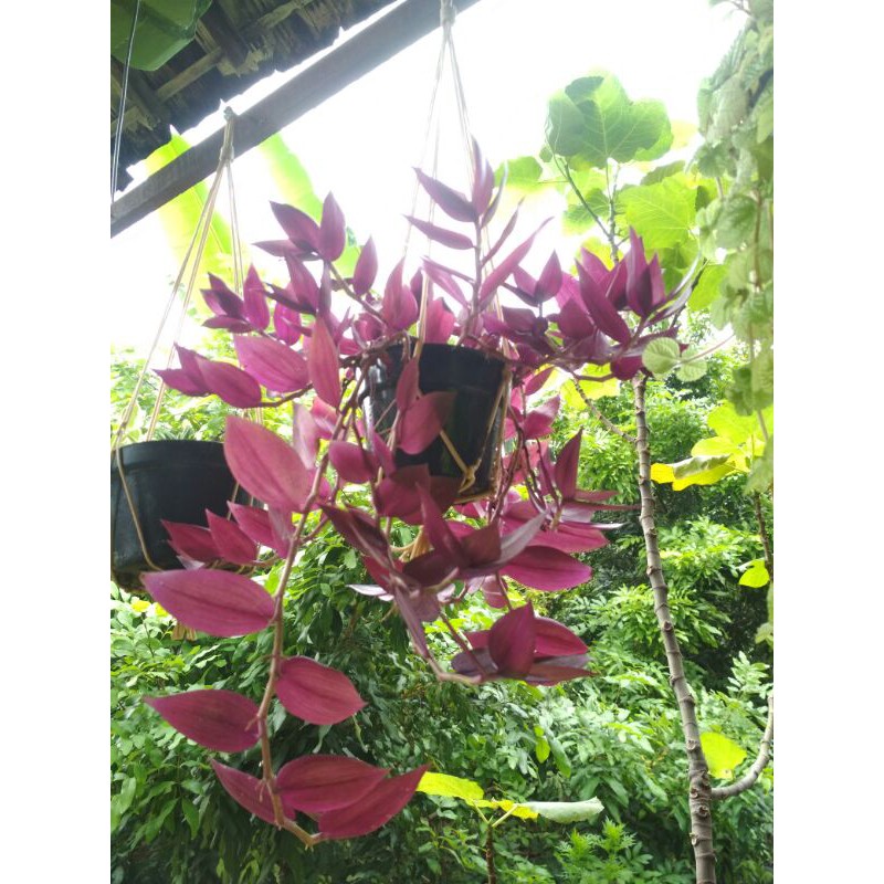 Tradescantia