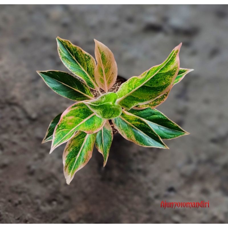 aglonema lipstik puding