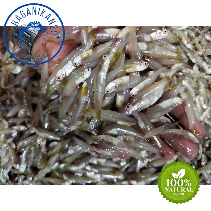 

Ikan Teri Gepeng Segar 1~Kilogram