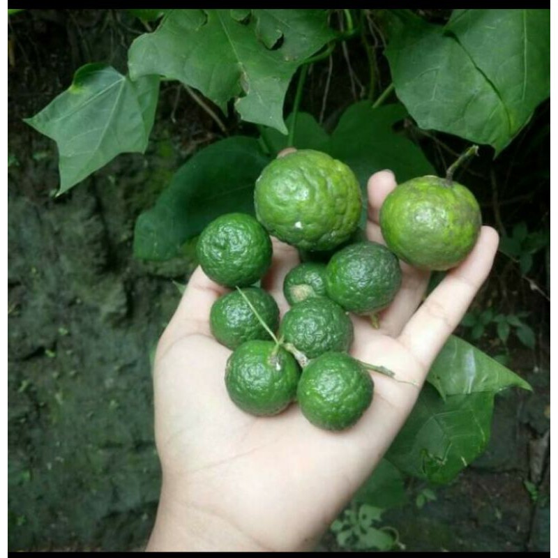 

Jeruk Limo Segar 1kg