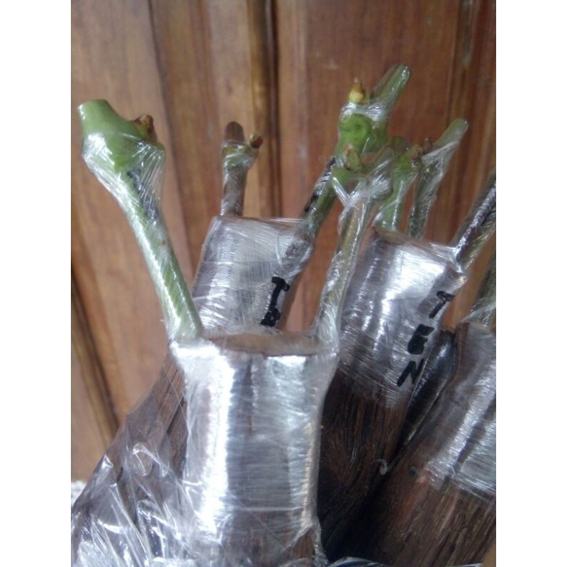 Paket 4 (grafting 2 dalam 1 cutting) anggur import