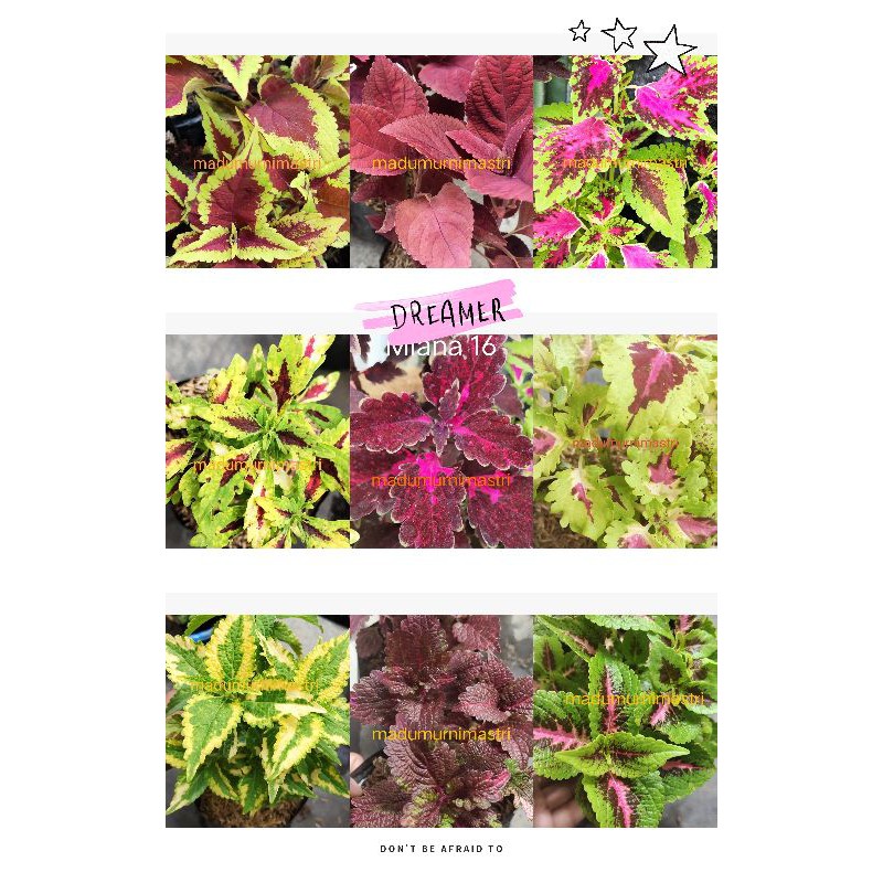 Miana / miyana / jawer kotok Murah & SUDAH BERAKAR, bisa pilih warna