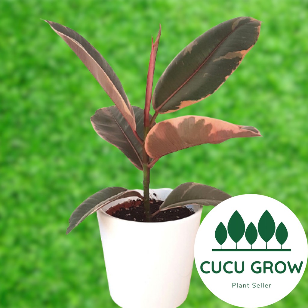 Tanaman Hias Ficus Elastica Red ruby / Karet Kebo Red Ruby