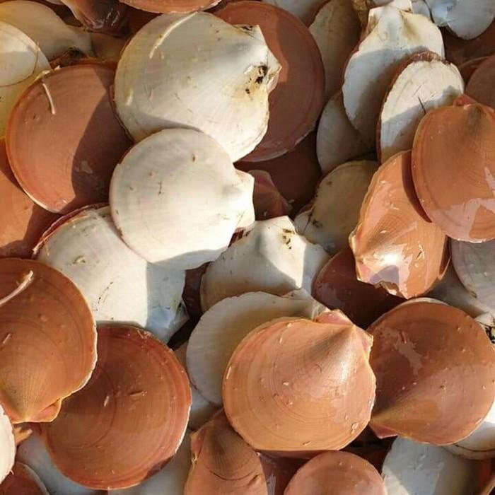 Simtray Kerang Simping Segar