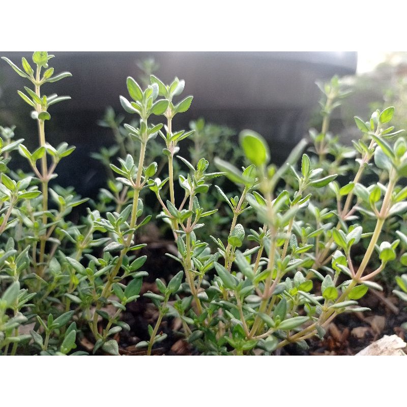 

Thyme / Thyme Leaf 100gr