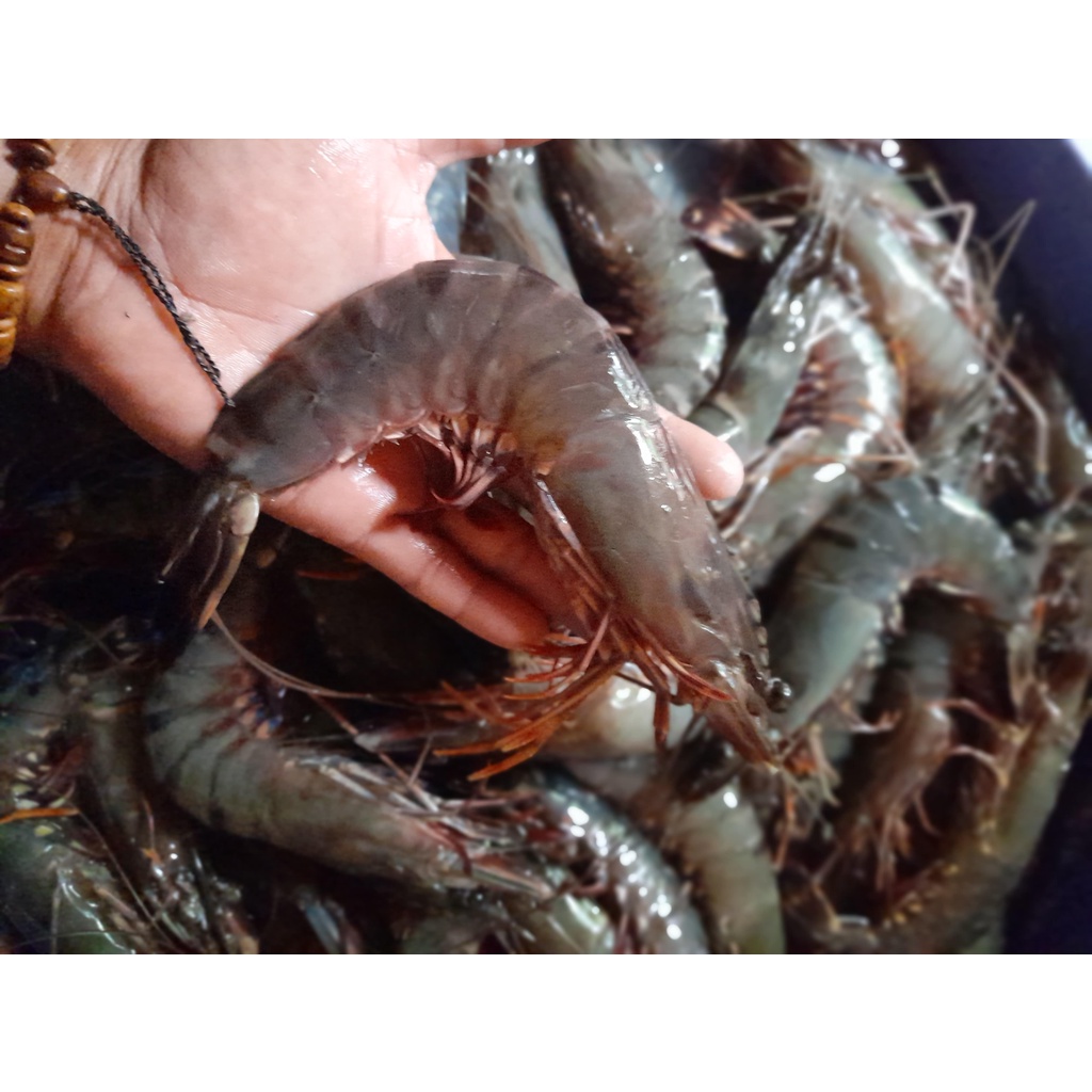 

TERMURAH / "UDANG PANCET / BAGO / TIGER AK 20 - 25" / Terlaris