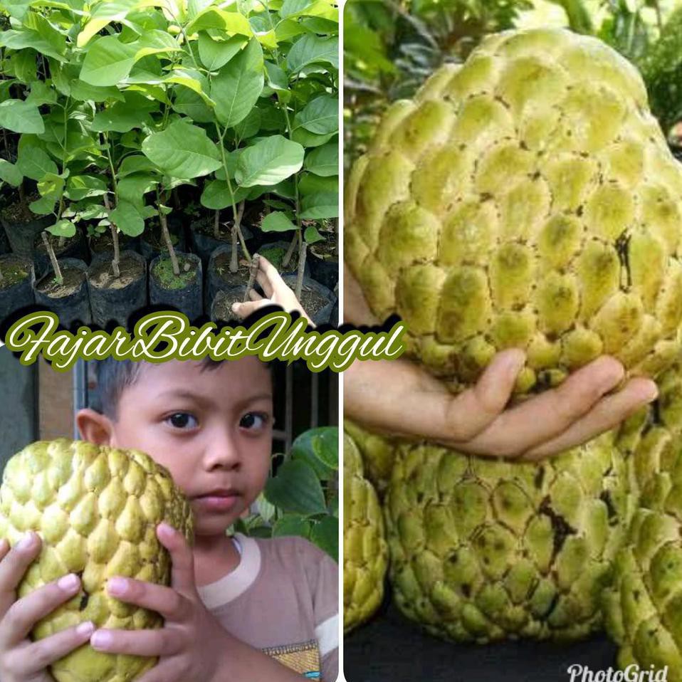 KW SUPER BIBIT TANAMAN BUAH SRIKAYA JUMBO KW SUPER @_#