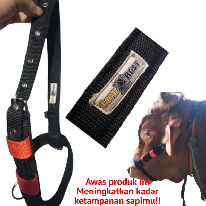 Head Halter Sapi Warna