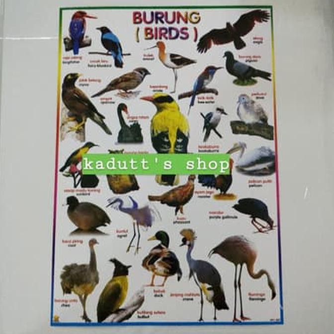 990 Koleksi Gambar Macam Macam Unggas Terbaik