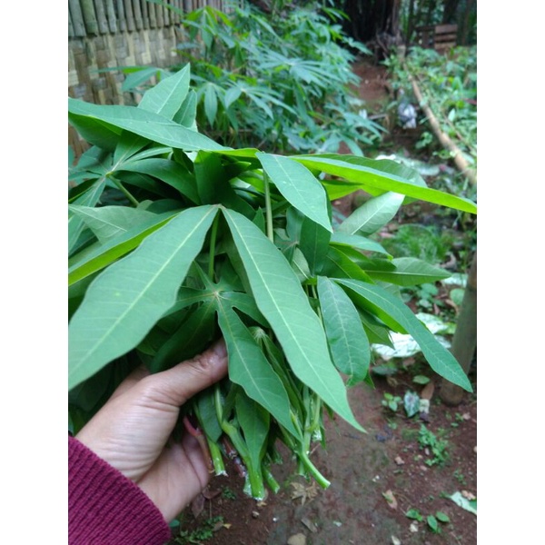 

Sayuran Daun singkong super muda per ikat/ 3 Daun dari pucuk