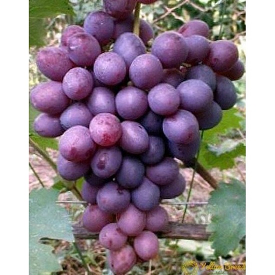 Bibit Anggur Import Nizina/Tanaman Anggur Import Nizina