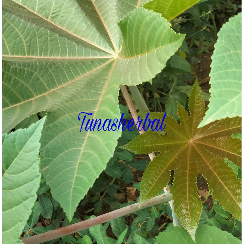 

Jual Daun Kaliki Merah Fres 300 Gram