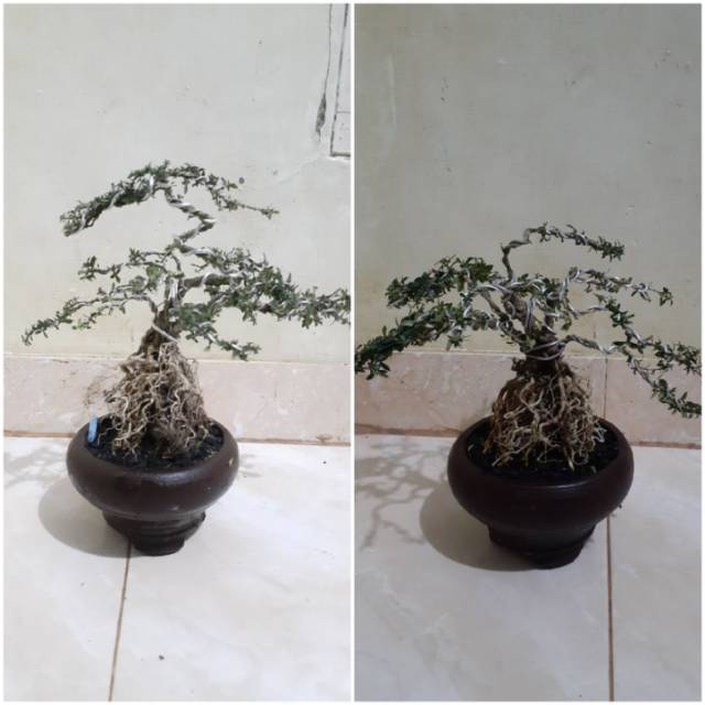 Paket 2 Bonsai seribu bintang - tanaman bonsai seribu bintang