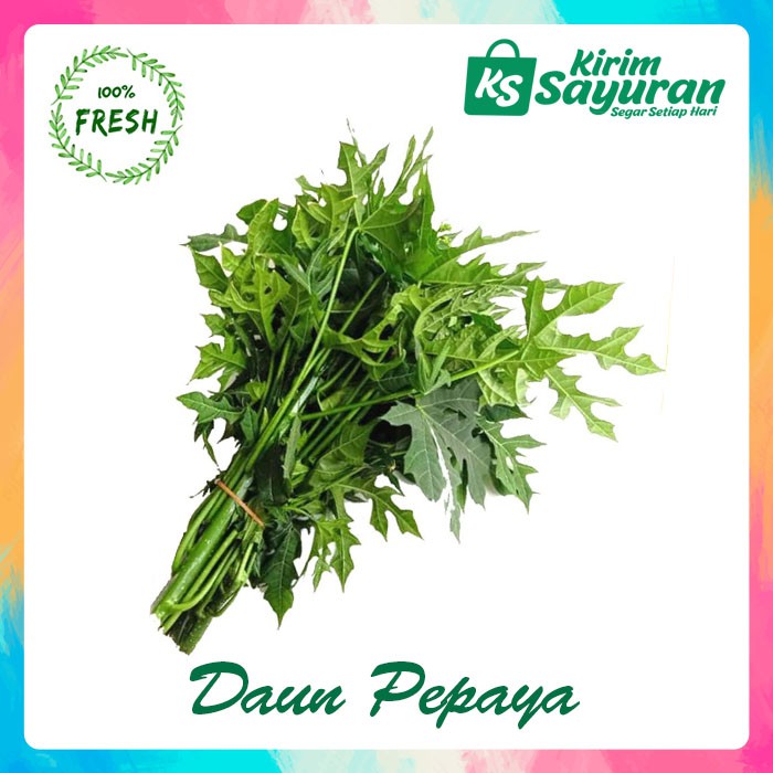 

DAUN PEPAYA (IKAT)