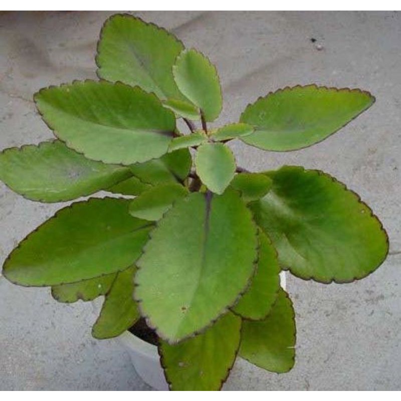 Cocor Bebek / Tanaman Herbal Cocor Bebek