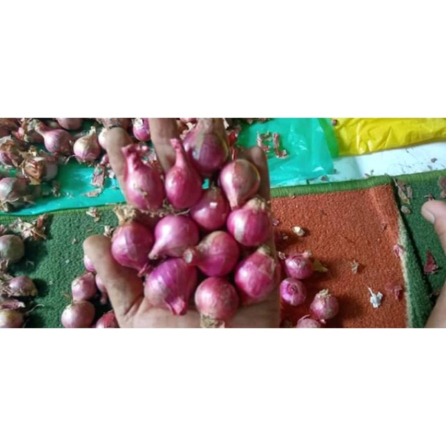 

Bawang merah