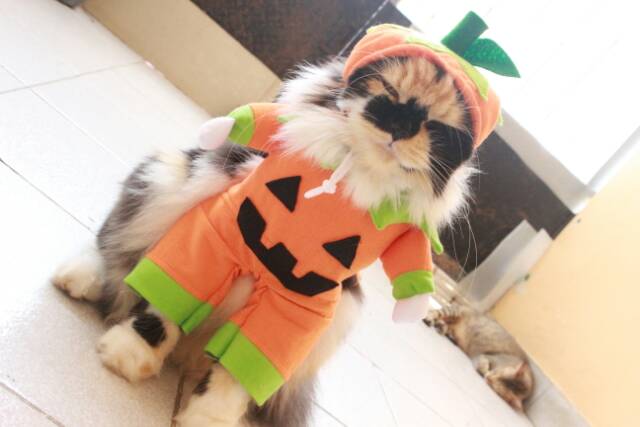 Kostum untuk halloween buah labu / baju kucing lucu murah meriah cosplay size S M L XL