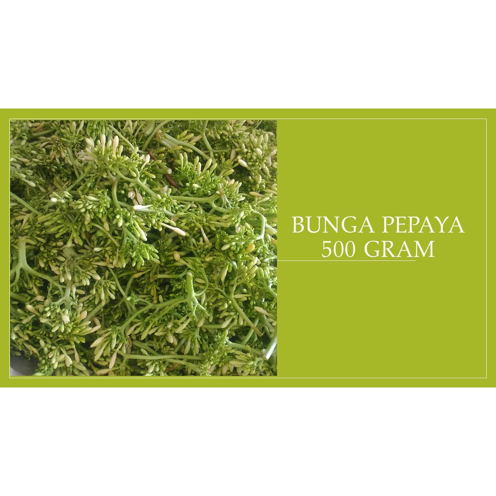 

sayuran bunga pepaya segar 500 gram
