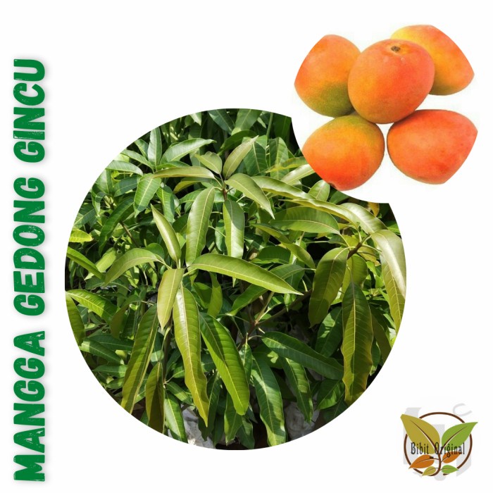 Bibit Mangga Gedong Gincu Super Unggul