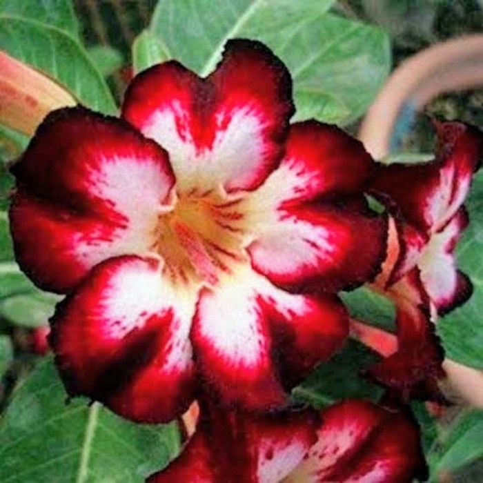 

Bibit Bunga Kamboja Jepang Red Black Disert - Kamboja Adenium Plants_store